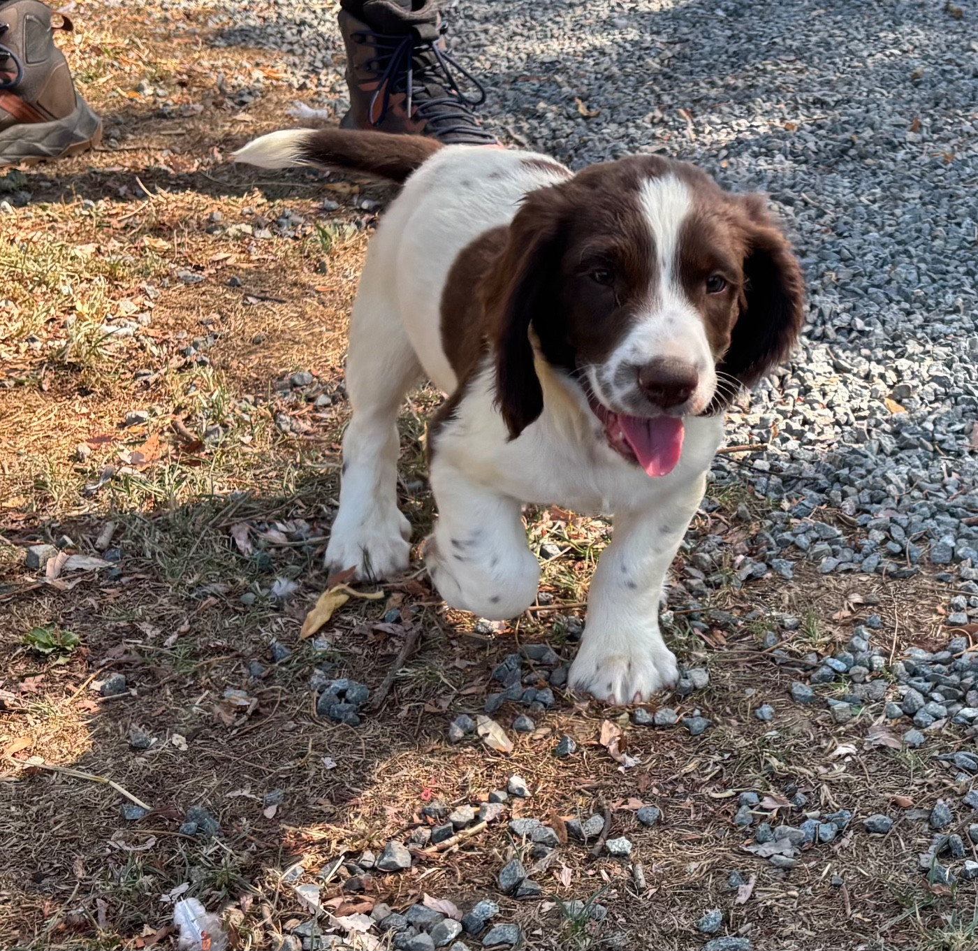 des Etangs de Dame Blanche - Chiots disponibles - English Springer Spaniel