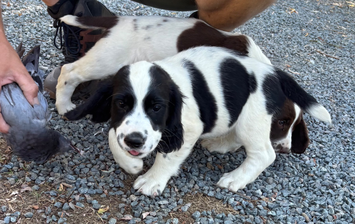 des Etangs de Dame Blanche - Chiots disponibles - English Springer Spaniel