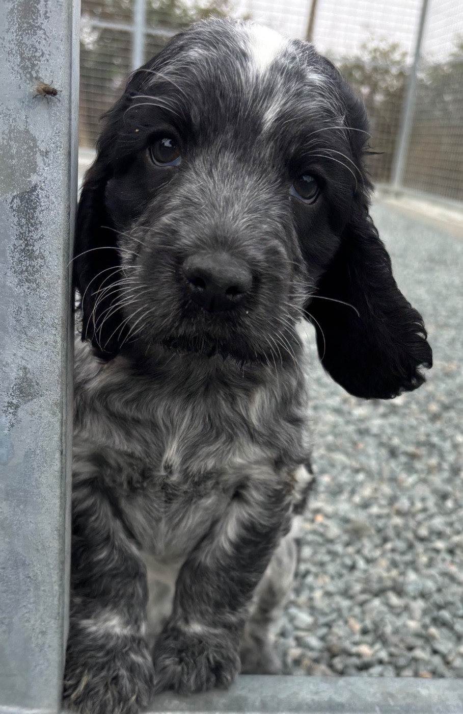 des Etangs de Dame Blanche - Chiots disponibles - Cocker Spaniel Anglais