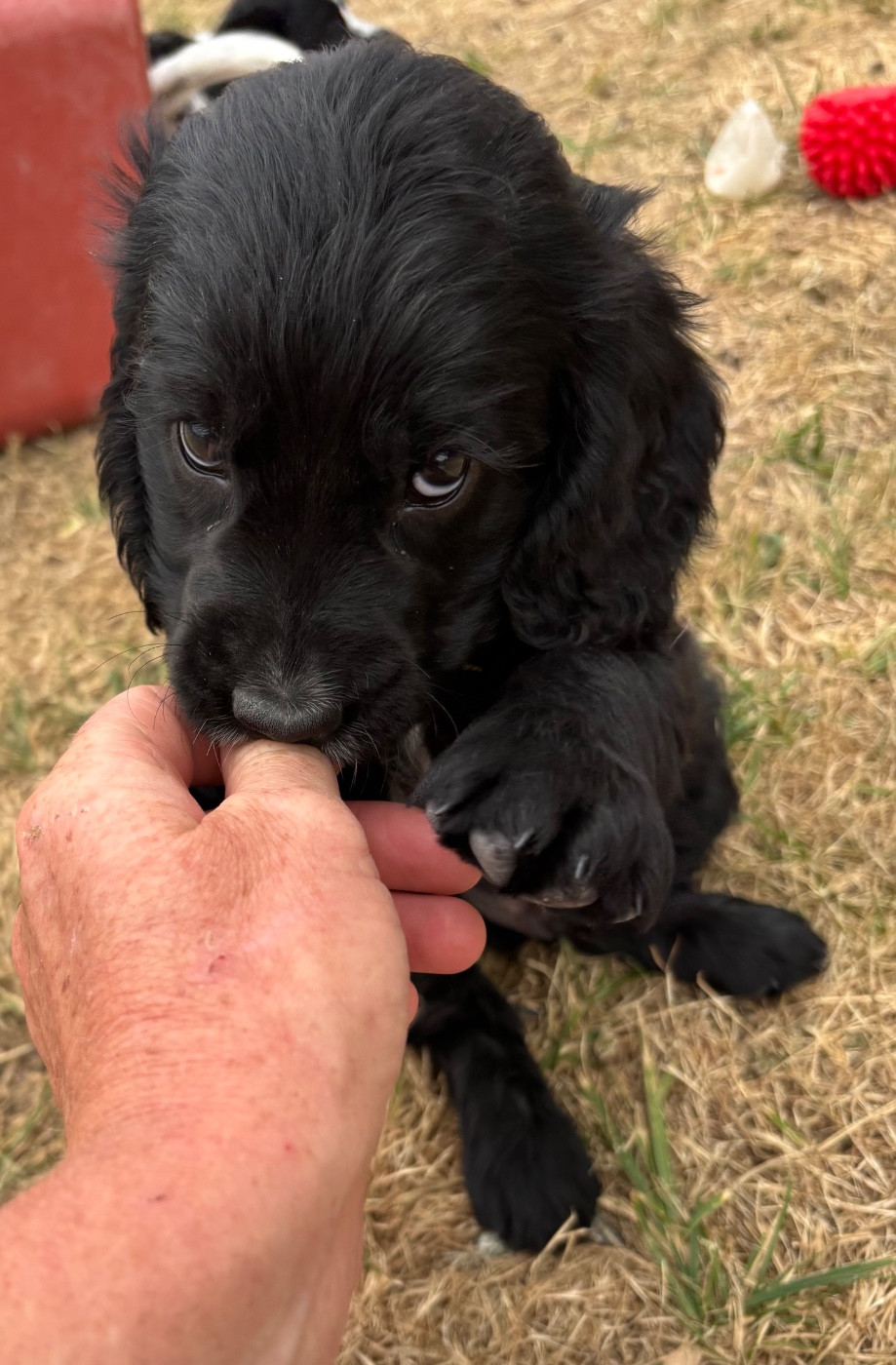des Etangs de Dame Blanche - Chiots disponibles - Cocker Spaniel Anglais