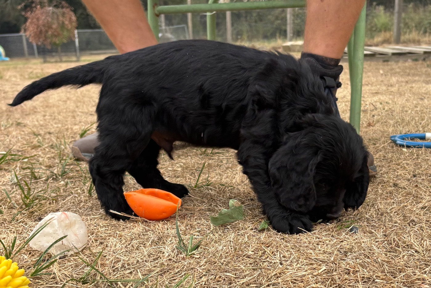 des Etangs de Dame Blanche - Chiots disponibles - Cocker Spaniel Anglais
