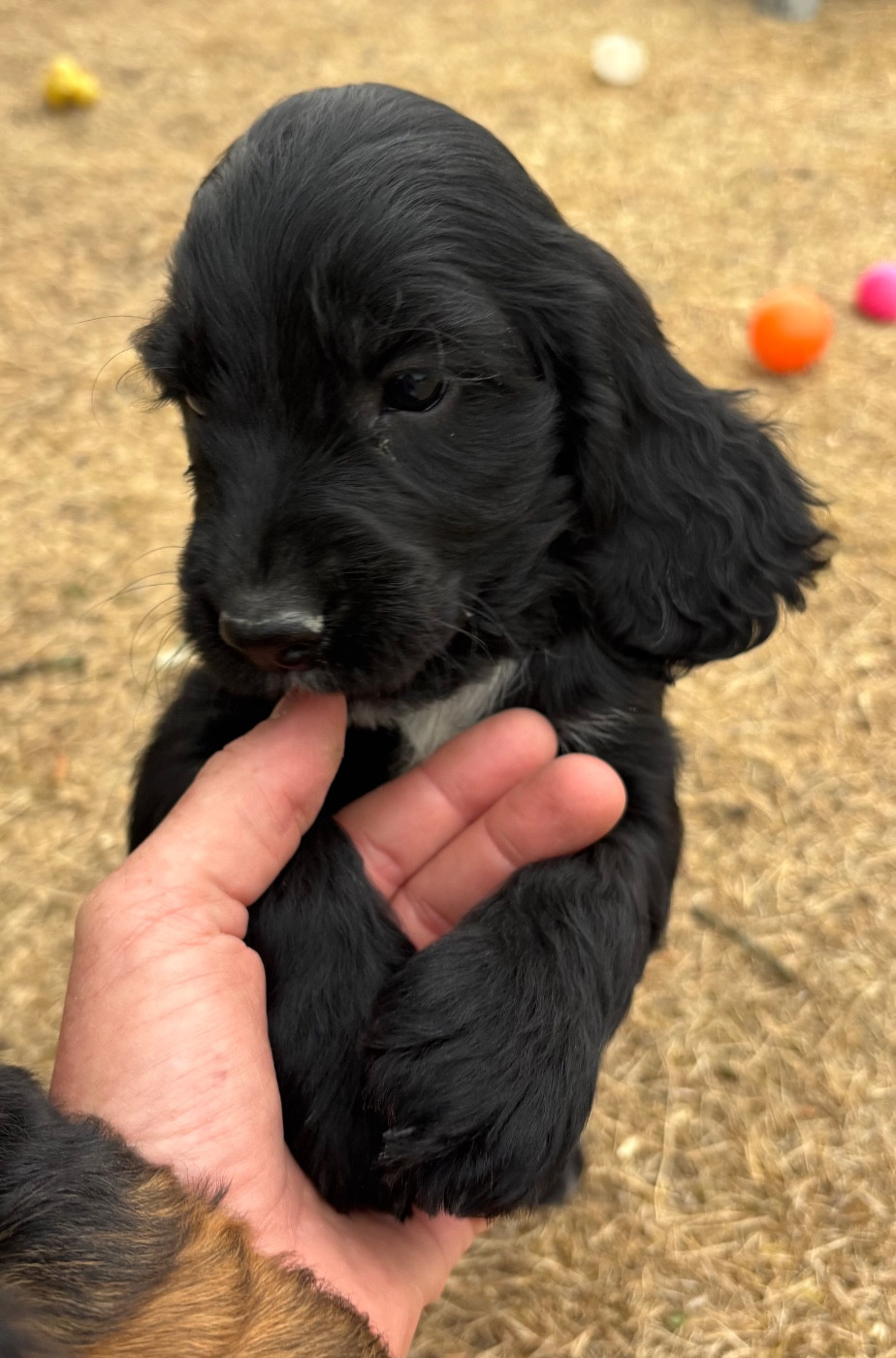 des Etangs de Dame Blanche - Chiots disponibles - Cocker Spaniel Anglais