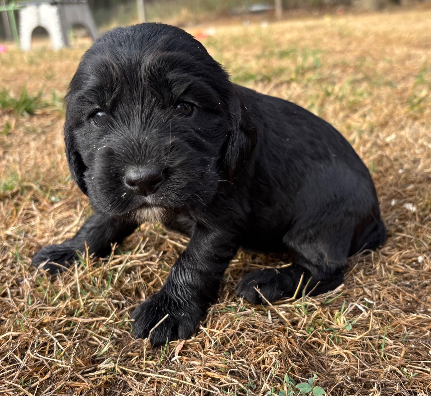 des Etangs de Dame Blanche - Chiots disponibles - Cocker Spaniel Anglais