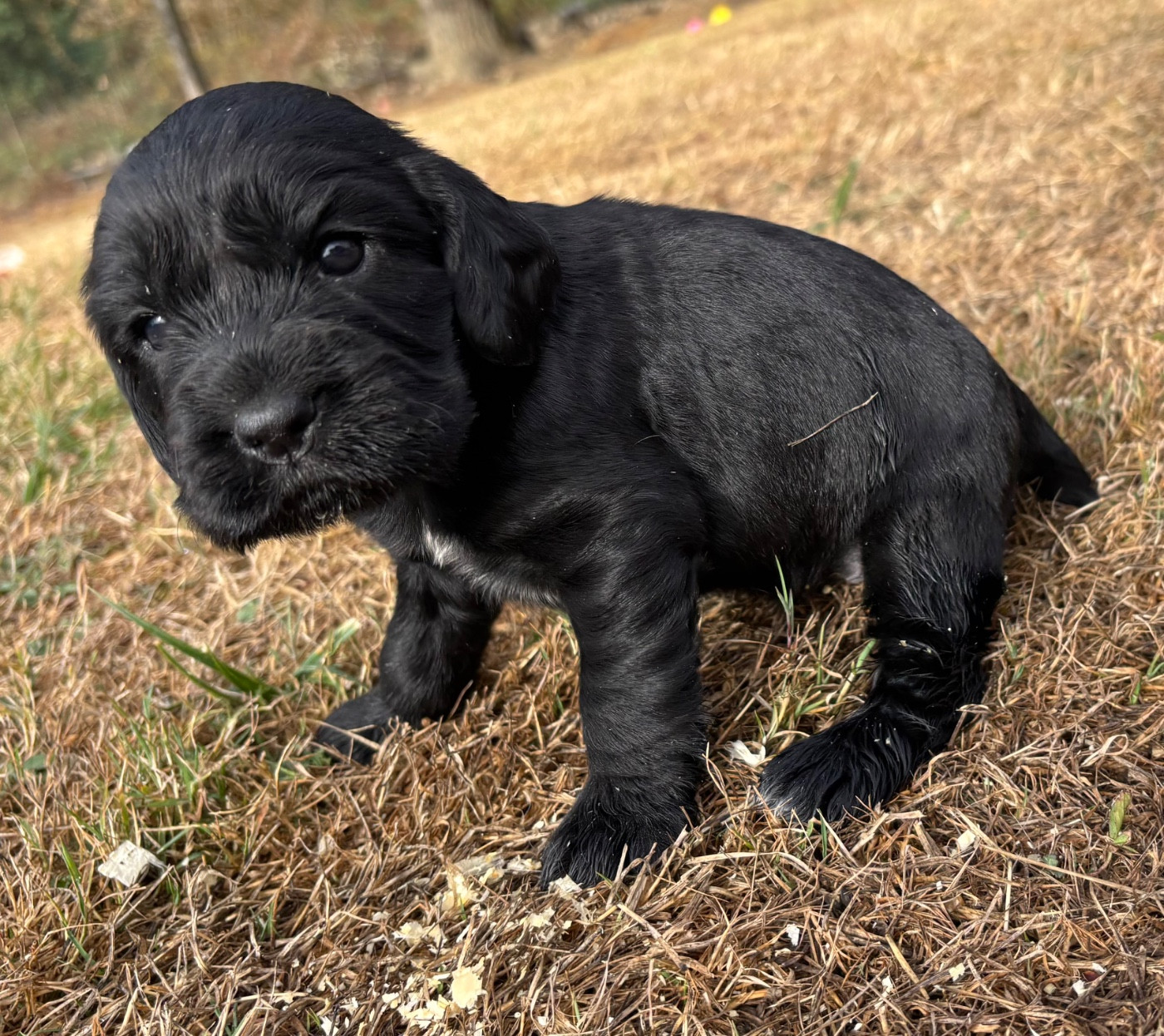 des Etangs de Dame Blanche - Chiots disponibles - Cocker Spaniel Anglais