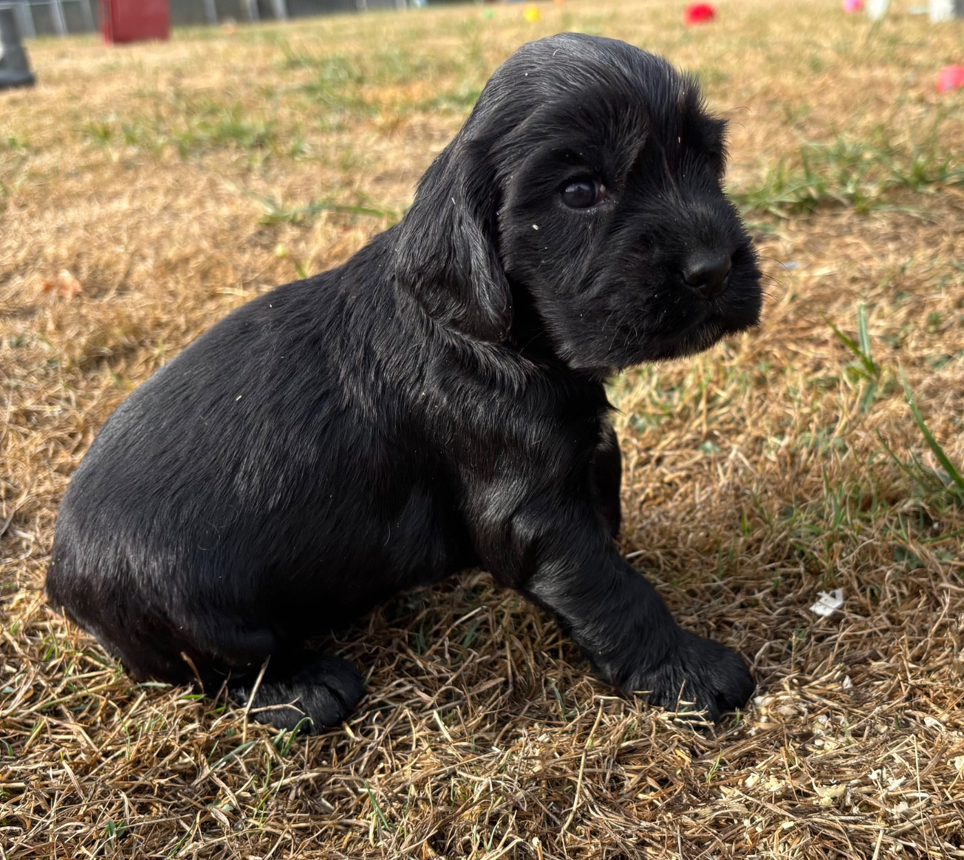 des Etangs de Dame Blanche - Chiots disponibles - Cocker Spaniel Anglais