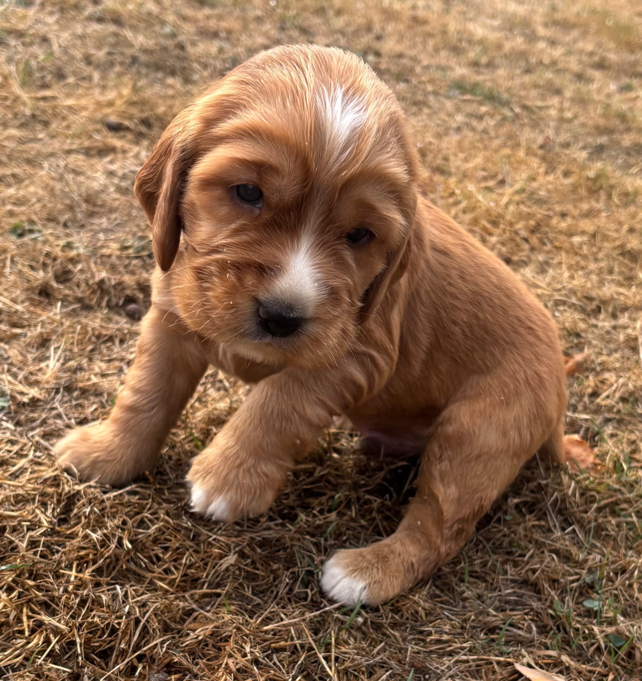 des Etangs de Dame Blanche - Chiots disponibles - Cocker Spaniel Anglais