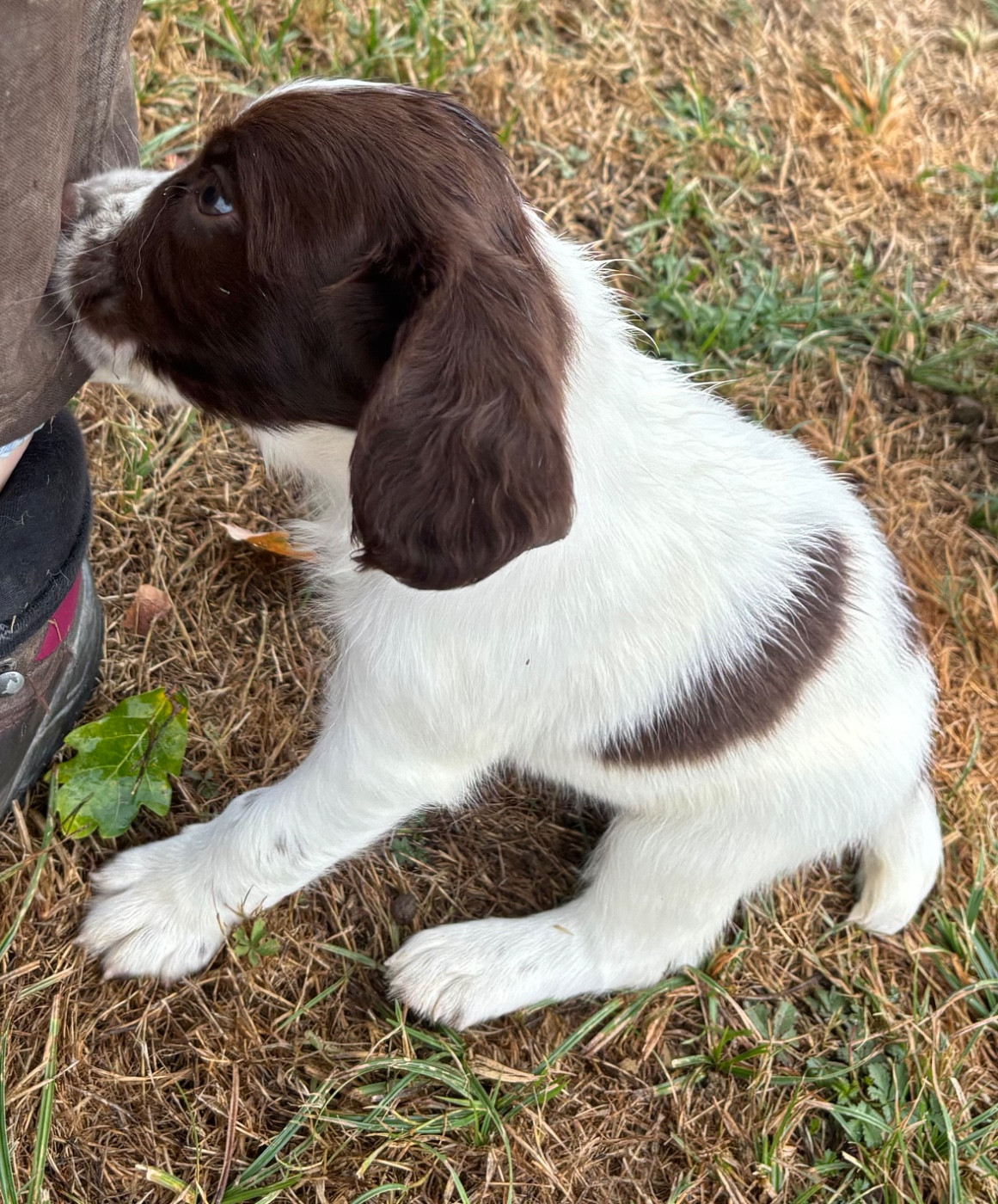 des Etangs de Dame Blanche - Chiots disponibles - English Springer Spaniel