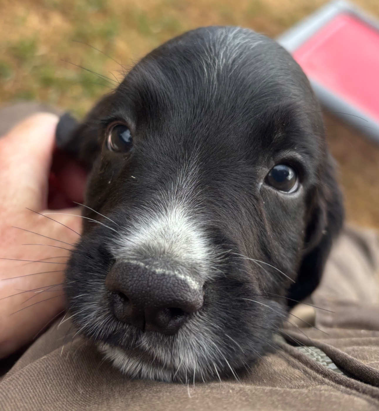des Etangs de Dame Blanche - Chiots disponibles - English Springer Spaniel
