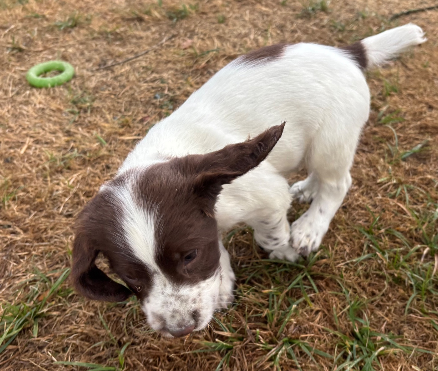 des Etangs de Dame Blanche - Chiots disponibles - English Springer Spaniel