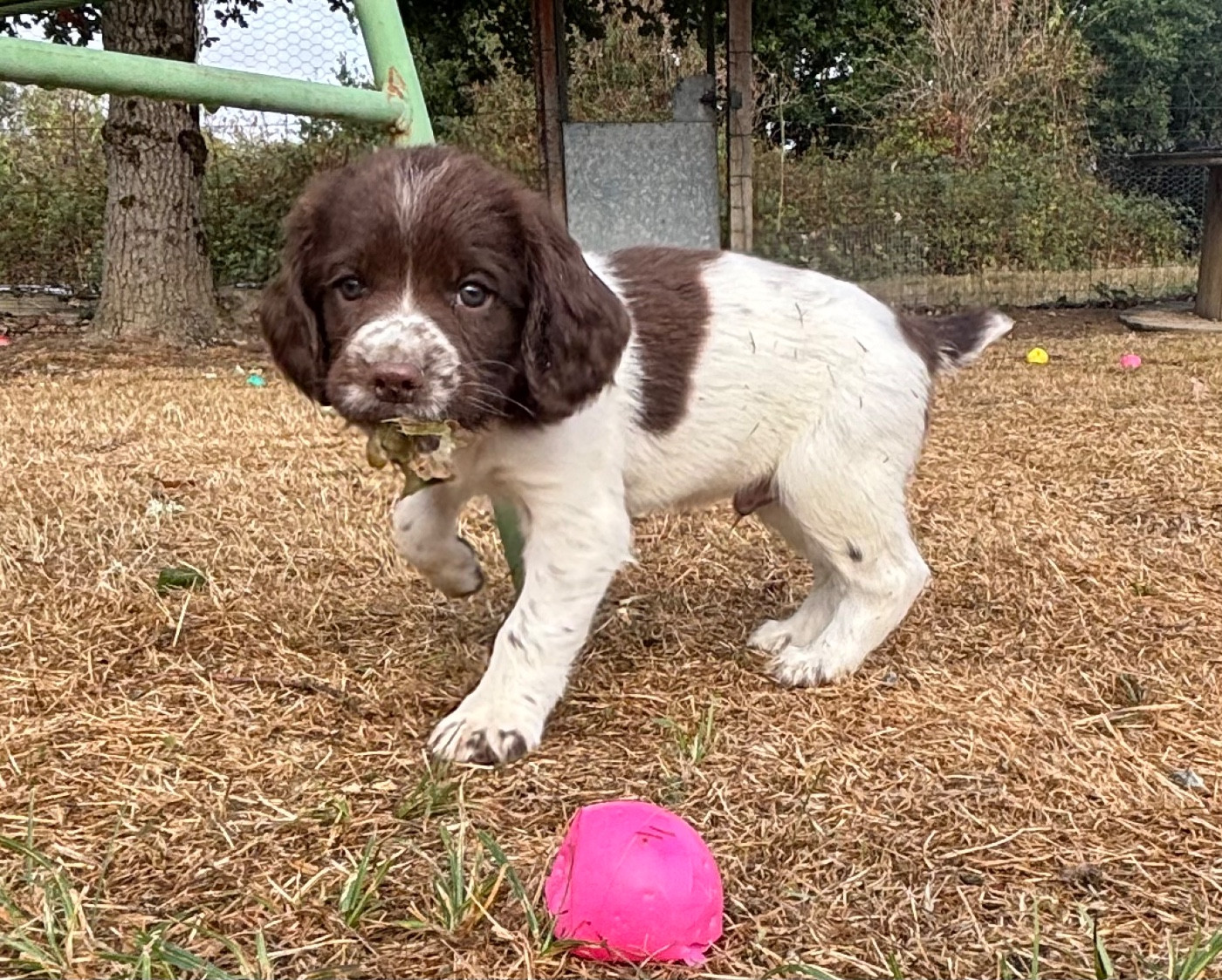 des Etangs de Dame Blanche - Chiots disponibles - English Springer Spaniel