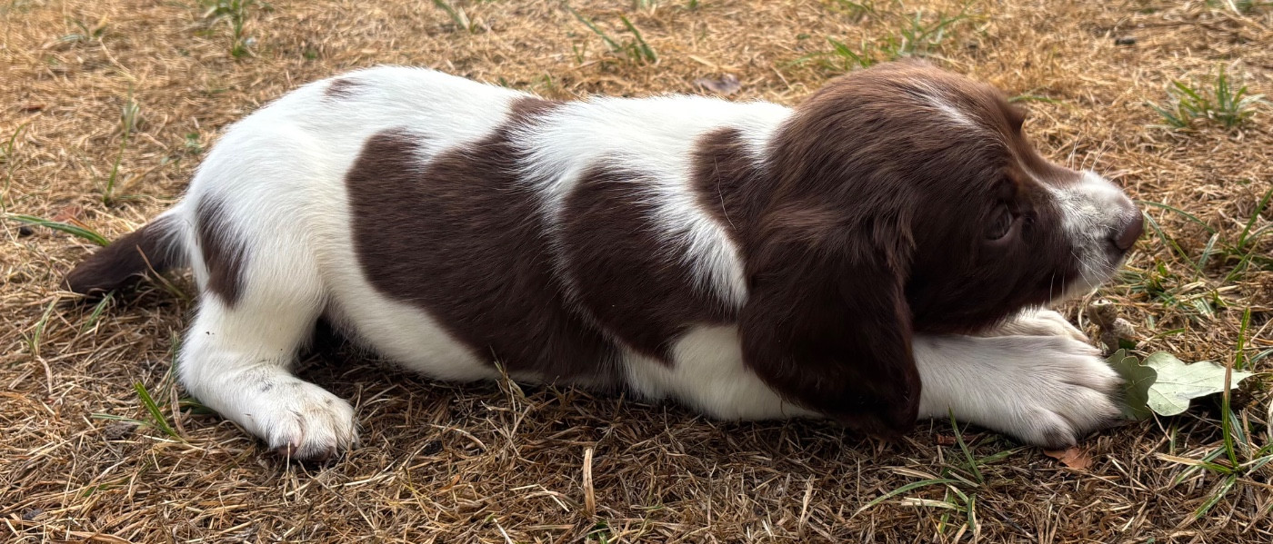 des Etangs de Dame Blanche - Chiots disponibles - English Springer Spaniel