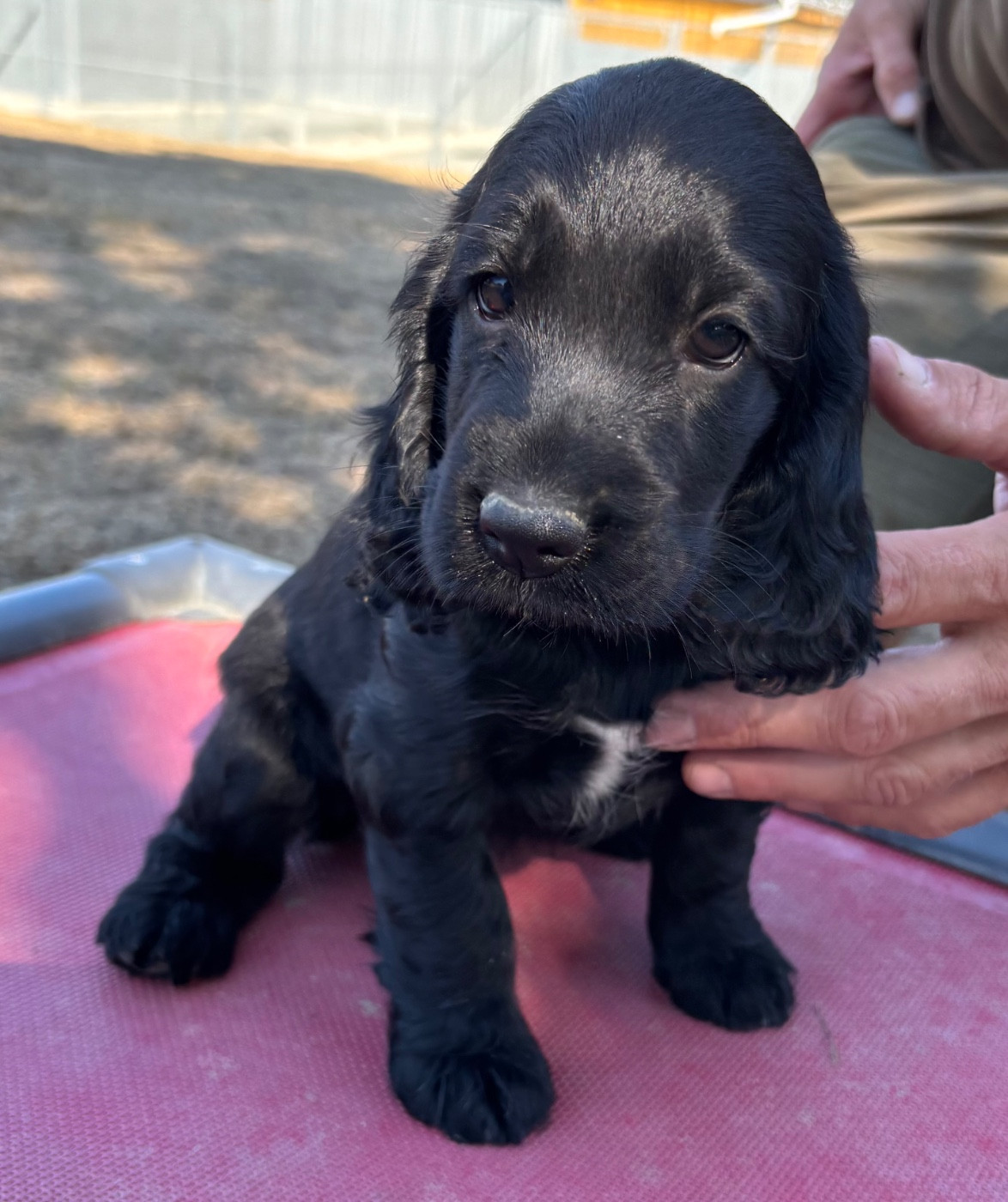 des Etangs de Dame Blanche - Chiots disponibles - Cocker Spaniel Anglais