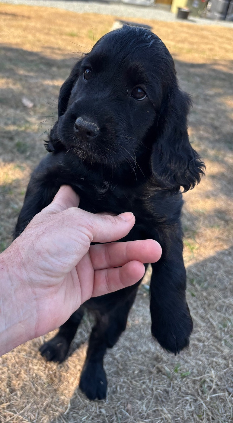 des Etangs de Dame Blanche - Chiots disponibles - Cocker Spaniel Anglais