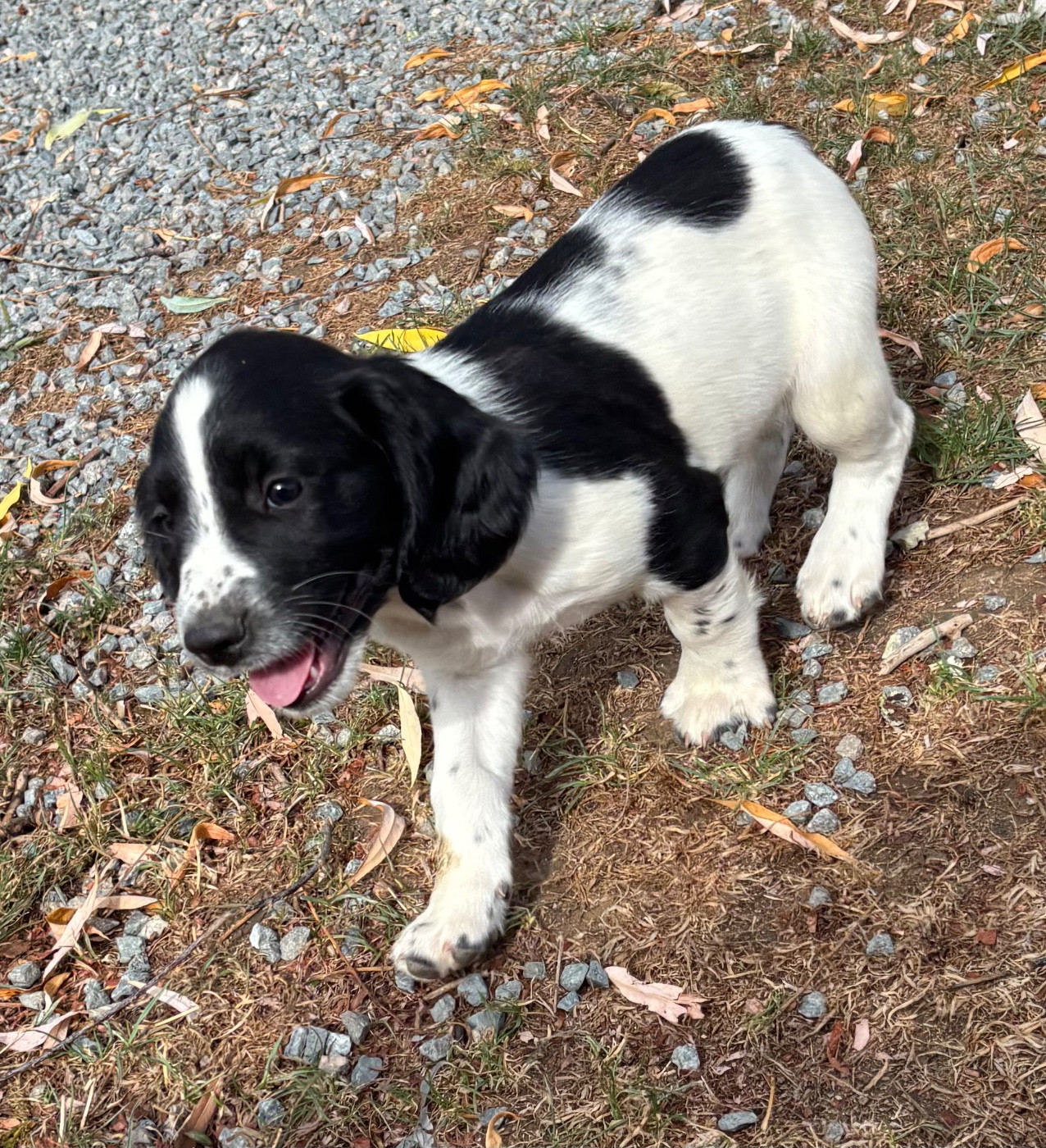 des Etangs de Dame Blanche - Chiots disponibles - English Springer Spaniel