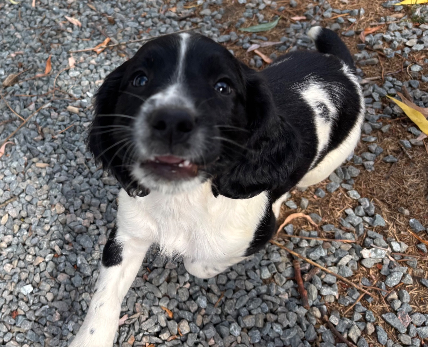 des Etangs de Dame Blanche - Chiots disponibles - English Springer Spaniel