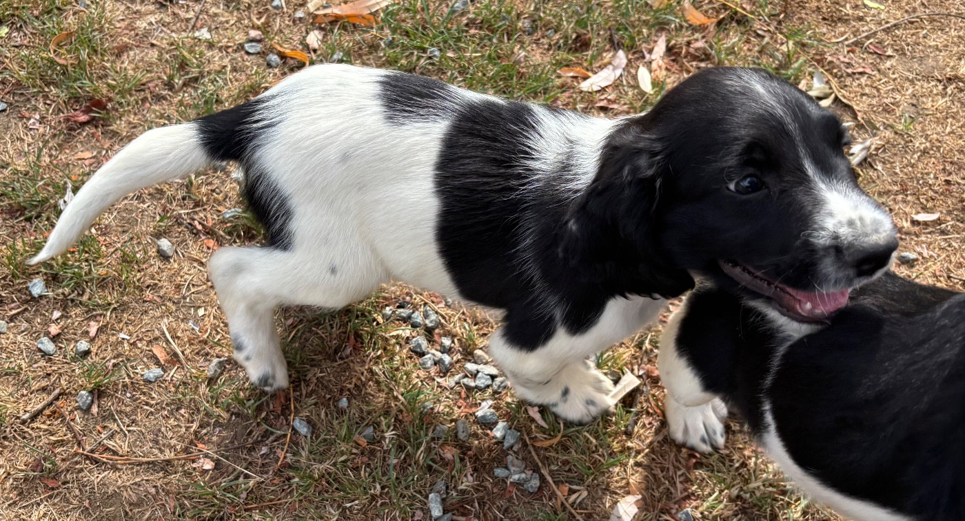 des Etangs de Dame Blanche - Chiots disponibles - English Springer Spaniel