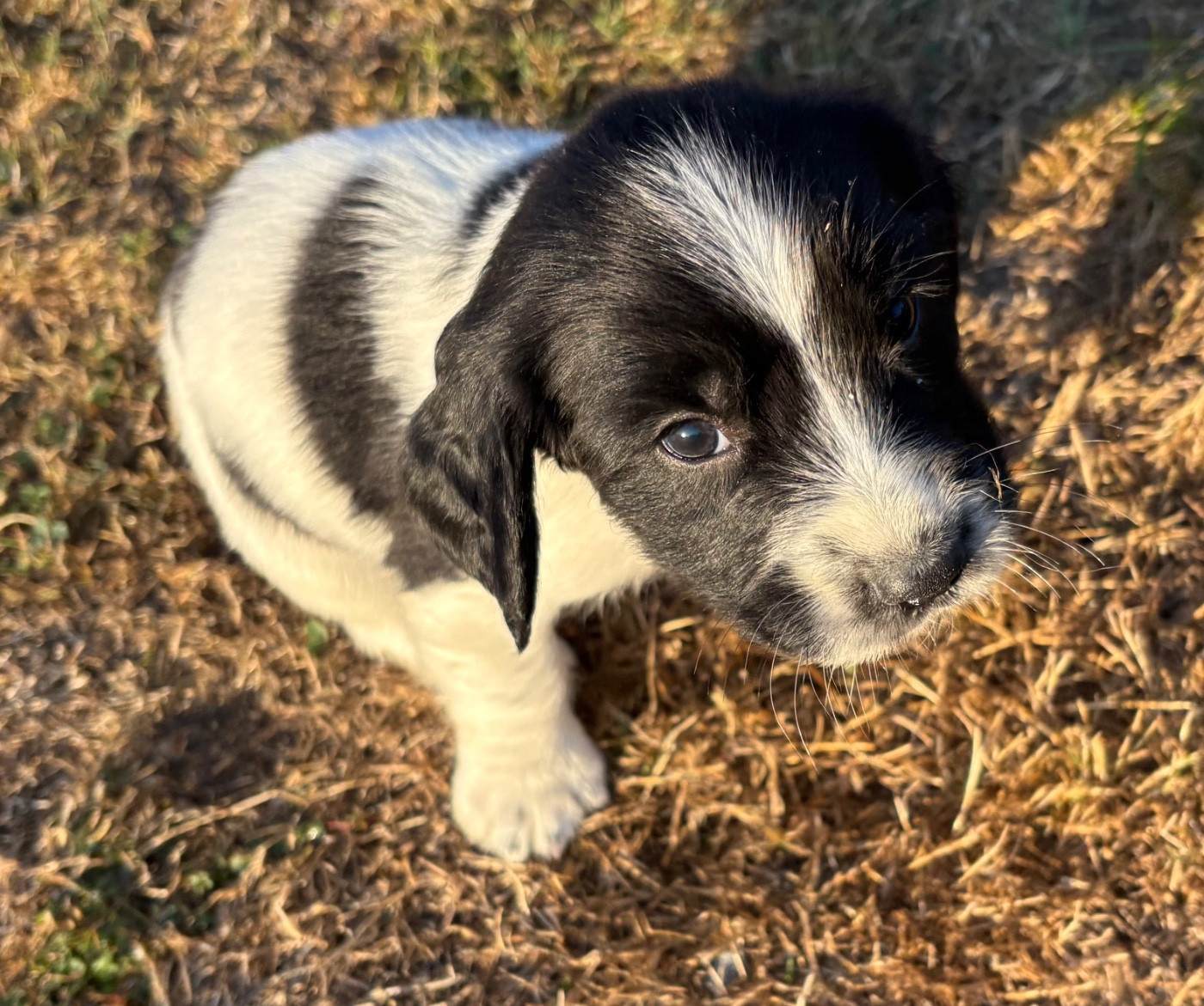 des Etangs de Dame Blanche - Chiots disponibles - English Springer Spaniel