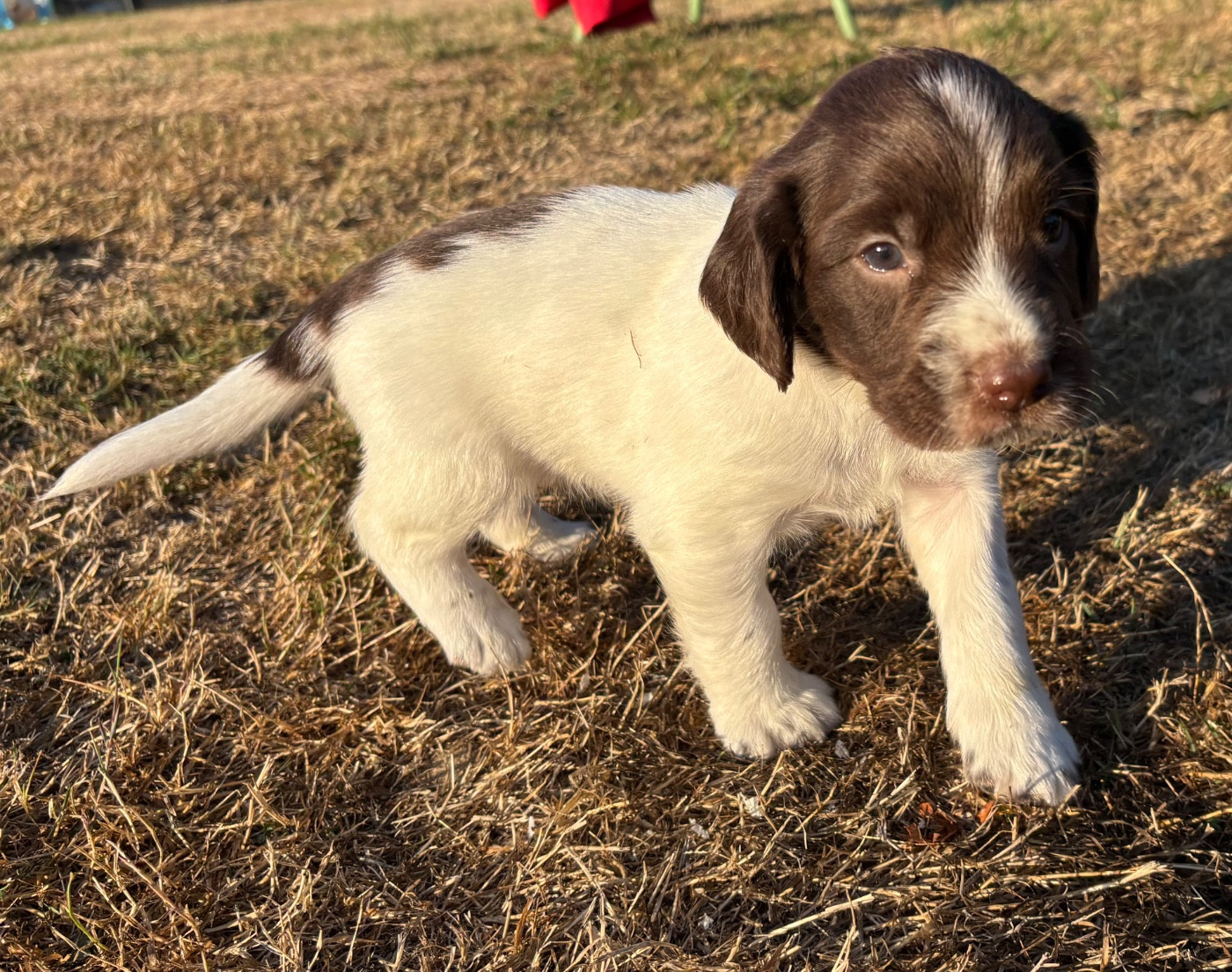 des Etangs de Dame Blanche - Chiots disponibles - English Springer Spaniel