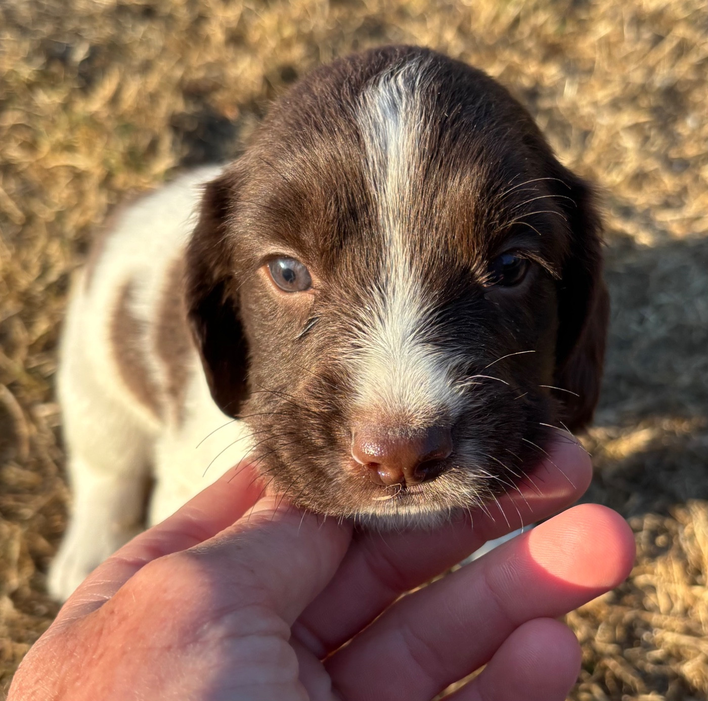 des Etangs de Dame Blanche - Chiots disponibles - English Springer Spaniel