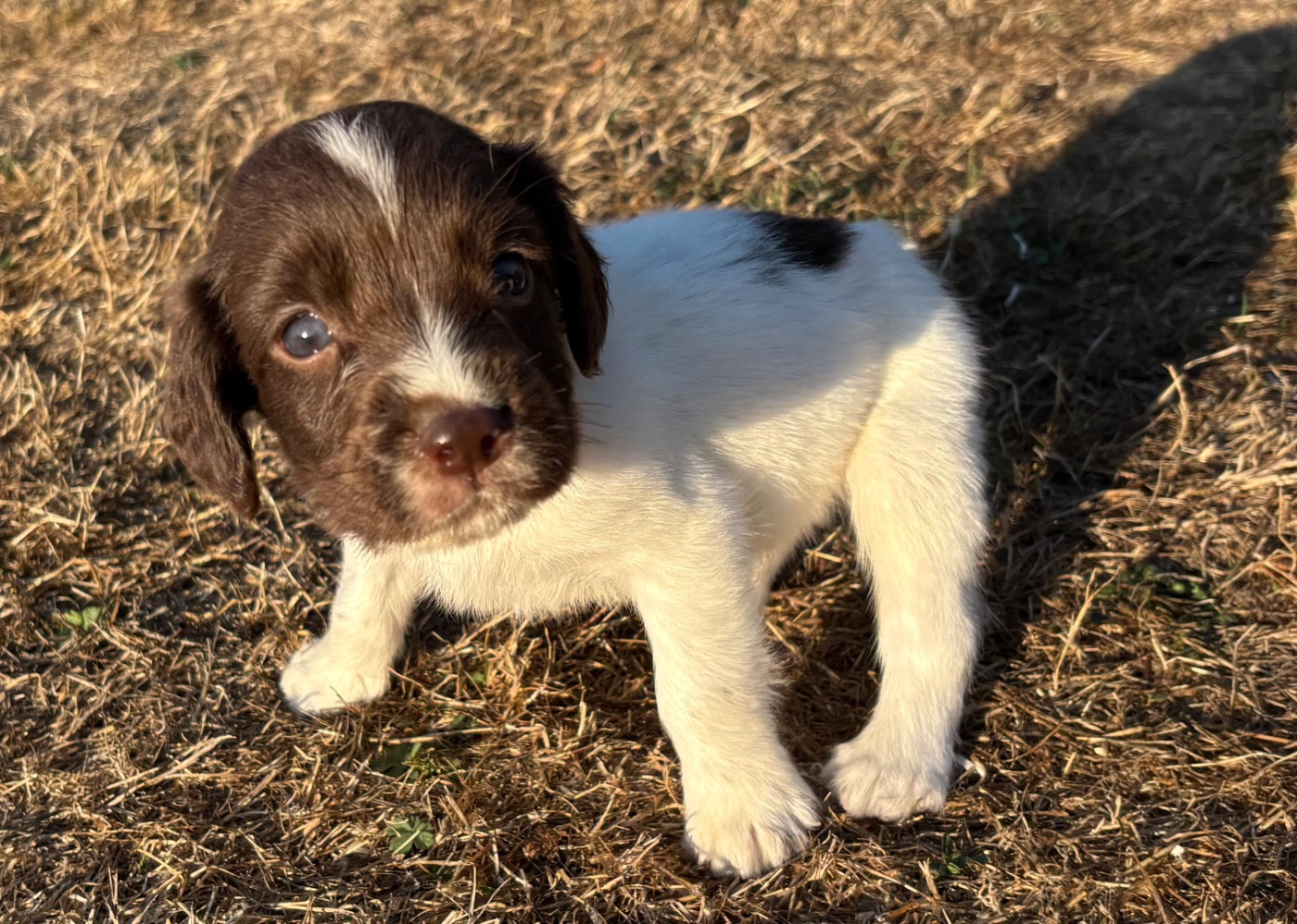 des Etangs de Dame Blanche - Chiots disponibles - English Springer Spaniel
