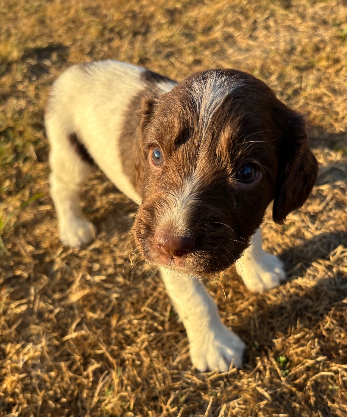 des Etangs de Dame Blanche - Chiots disponibles - English Springer Spaniel