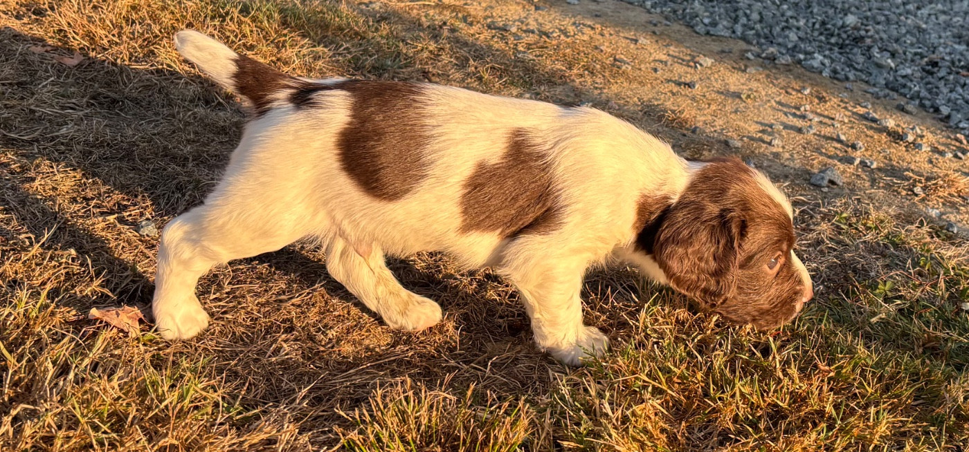 des Etangs de Dame Blanche - Chiots disponibles - English Springer Spaniel