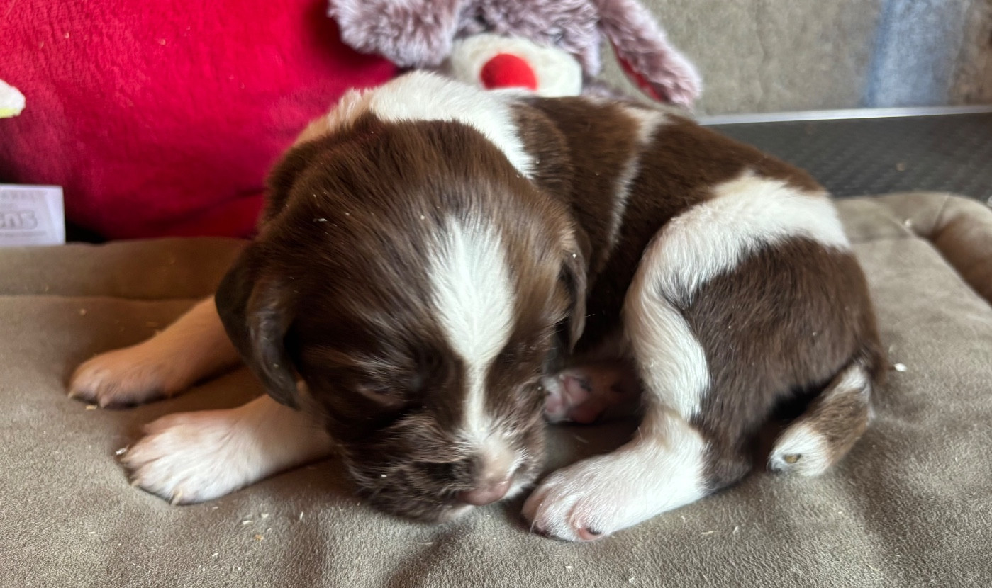 des Etangs de Dame Blanche - Chiots disponibles - English Springer Spaniel
