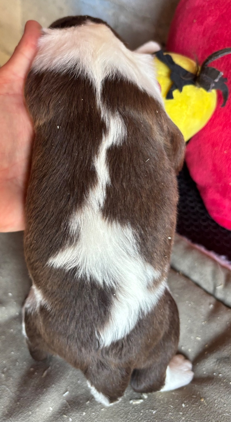 des Etangs de Dame Blanche - Chiots disponibles - English Springer Spaniel
