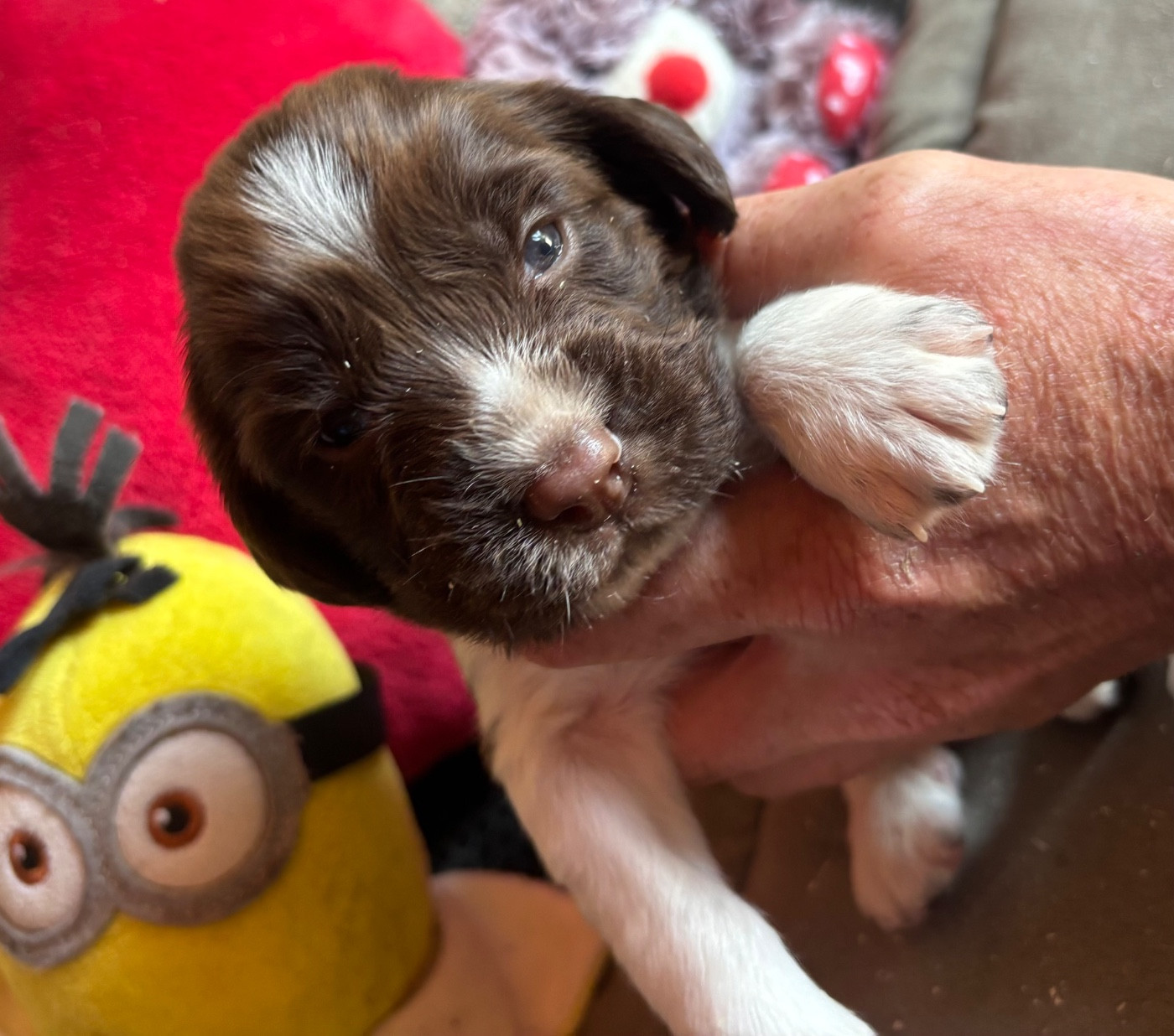 des Etangs de Dame Blanche - Chiots disponibles - English Springer Spaniel