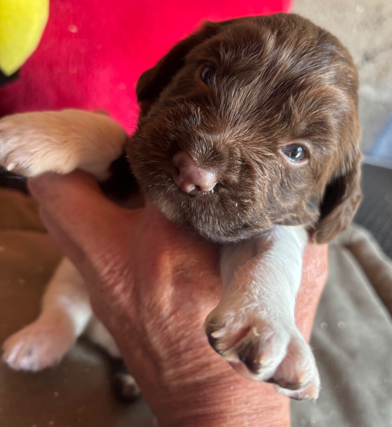 des Etangs de Dame Blanche - Chiots disponibles - English Springer Spaniel