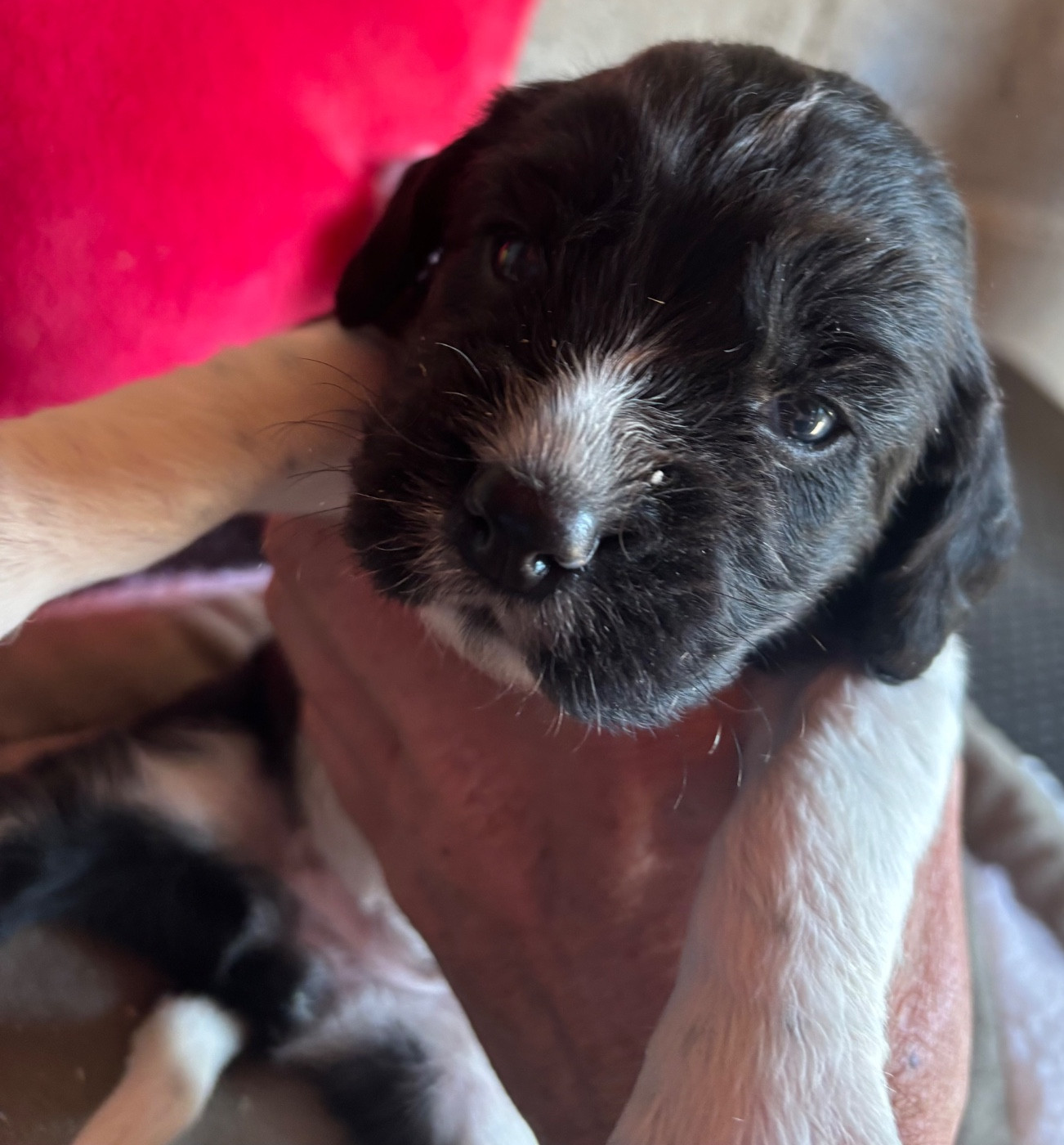 des Etangs de Dame Blanche - Chiots disponibles - English Springer Spaniel