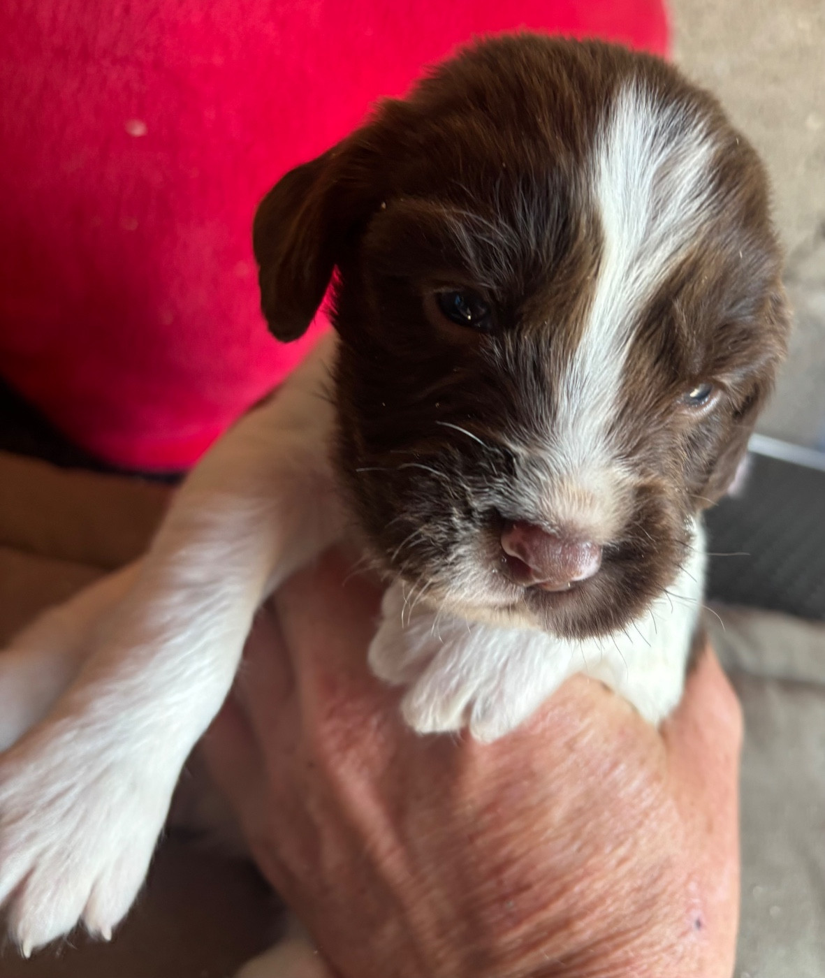 des Etangs de Dame Blanche - Chiots disponibles - English Springer Spaniel