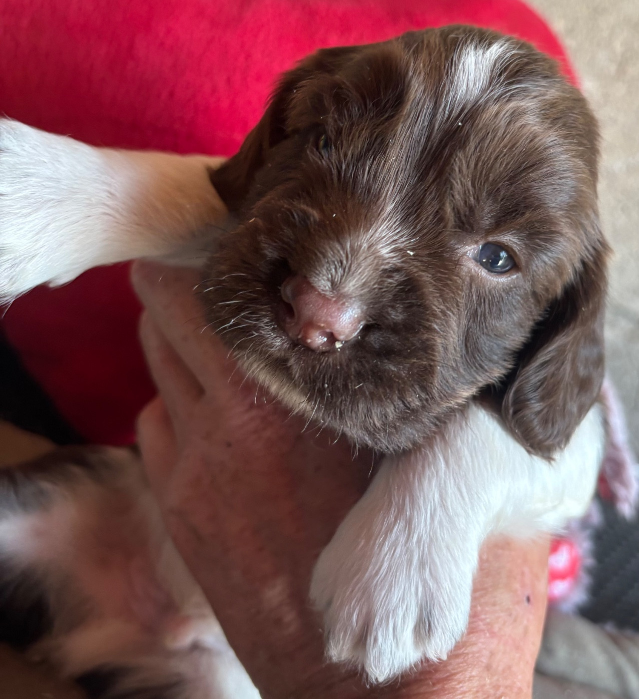 des Etangs de Dame Blanche - Chiots disponibles - English Springer Spaniel