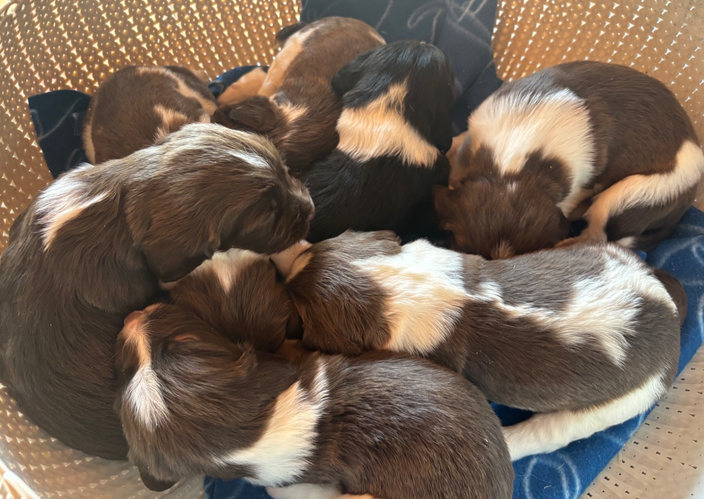 Chiot English Springer Spaniel des Etangs de Dame Blanche
