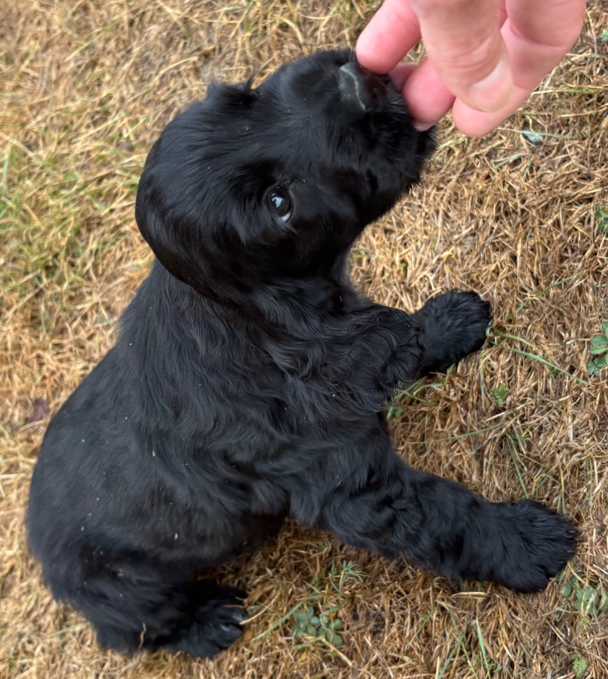des Etangs de Dame Blanche - Chiots disponibles - Cocker Spaniel Anglais