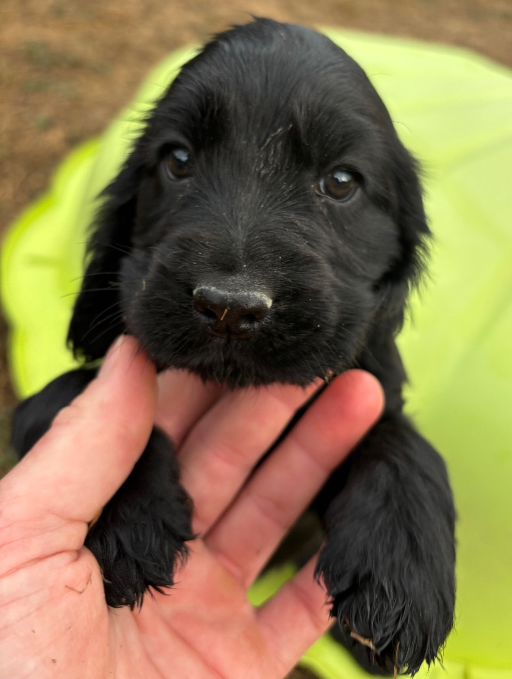 des Etangs de Dame Blanche - Chiots disponibles - Cocker Spaniel Anglais