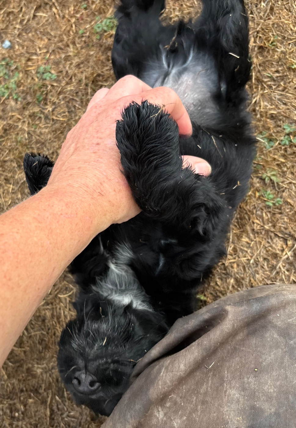 des Etangs de Dame Blanche - Chiots disponibles - Cocker Spaniel Anglais
