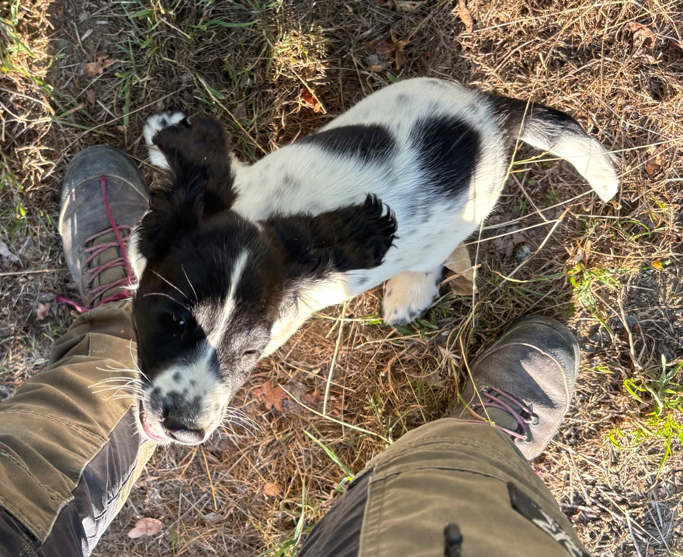 des Etangs de Dame Blanche - Chiots disponibles - English Springer Spaniel