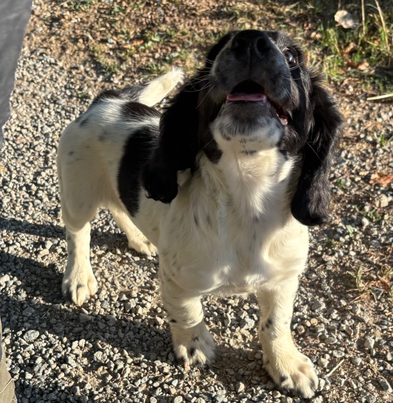 Chiot English Springer Spaniel des Etangs de Dame Blanche