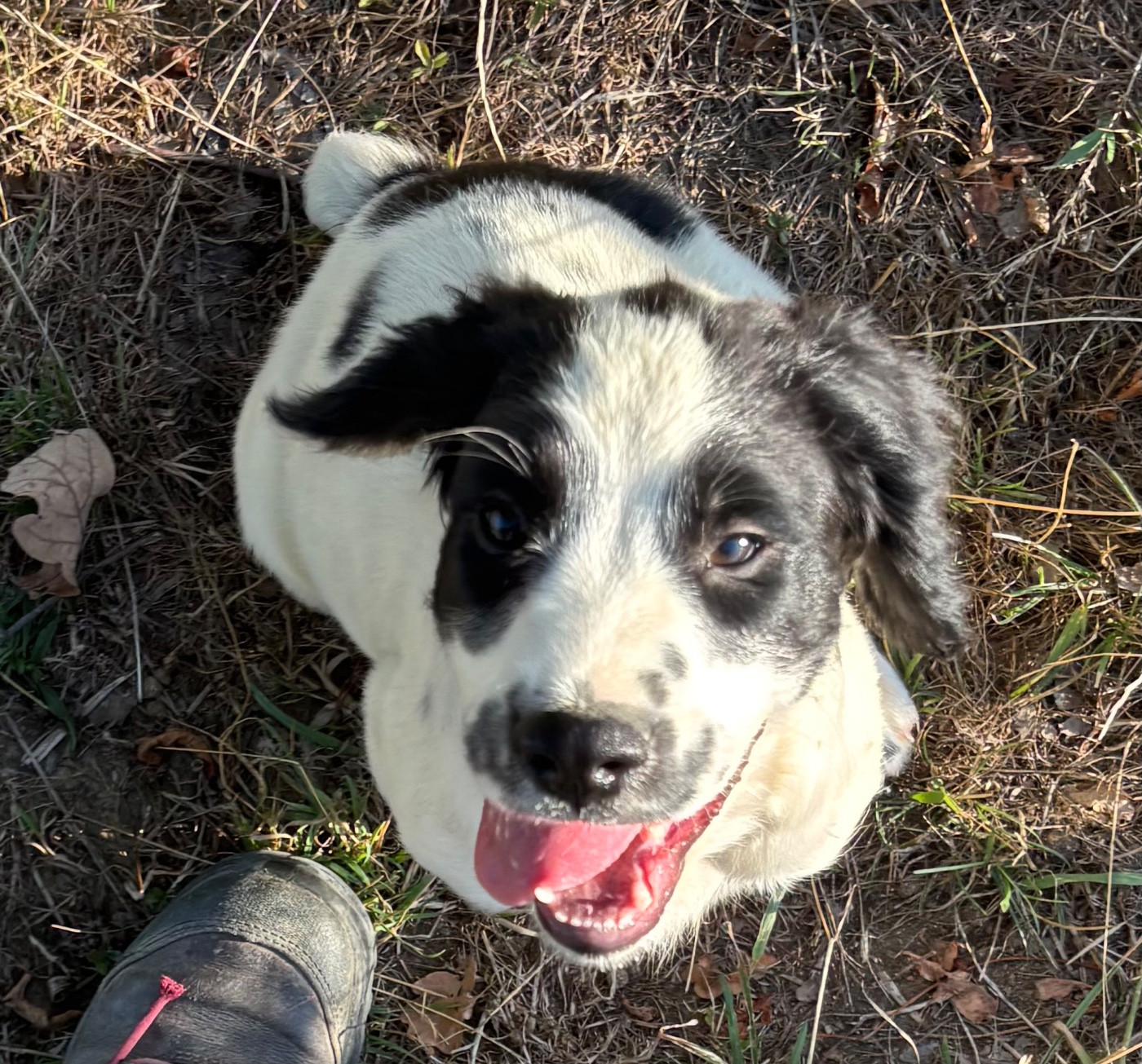 des Etangs de Dame Blanche - Chiots disponibles - English Springer Spaniel