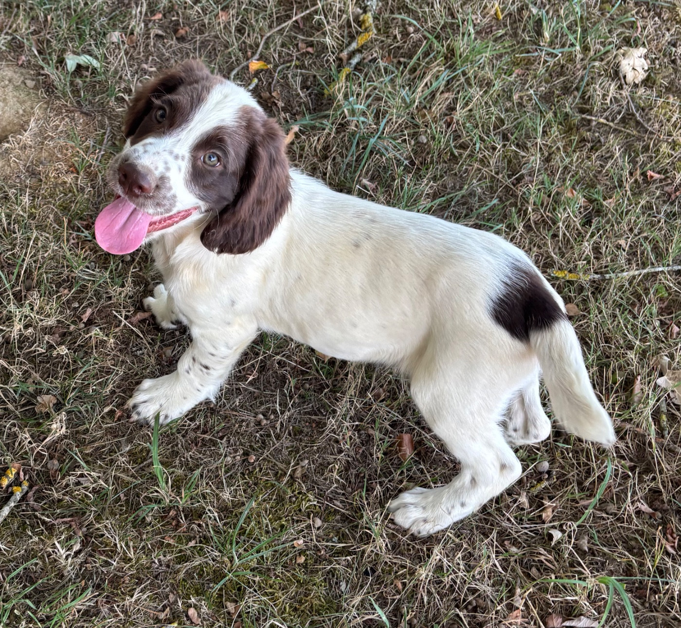 des Etangs de Dame Blanche - Chiots disponibles - English Springer Spaniel