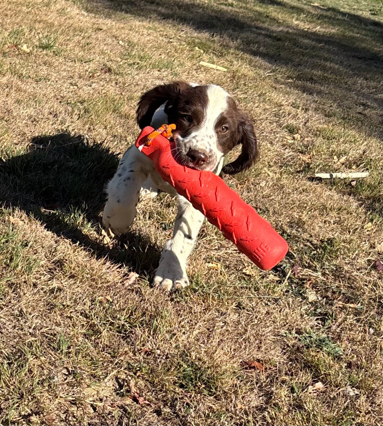 des Etangs de Dame Blanche - English Springer Spaniel - Portée née le 23/05/2026