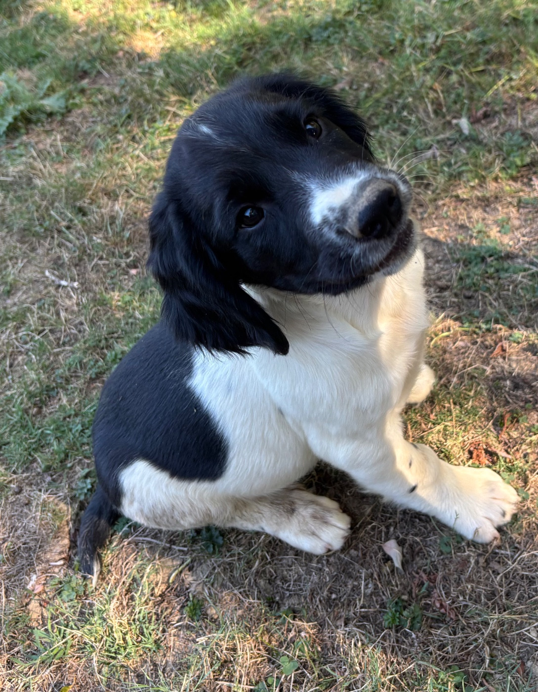 des Etangs de Dame Blanche - Chiots disponibles - English Springer Spaniel