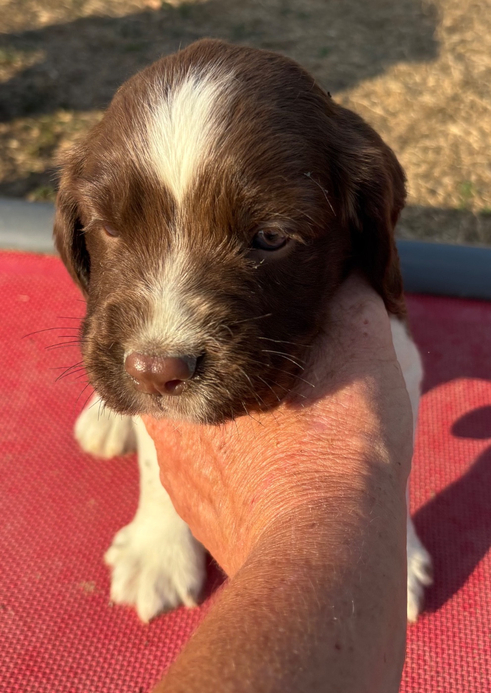 des Etangs de Dame Blanche - Chiots disponibles - English Springer Spaniel