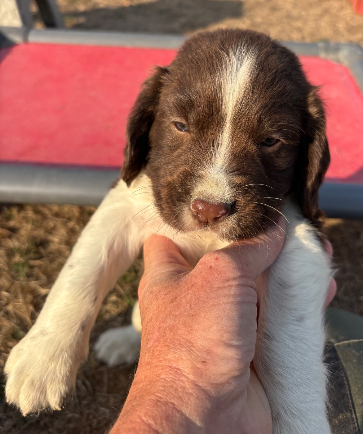 des Etangs de Dame Blanche - Chiots disponibles - English Springer Spaniel