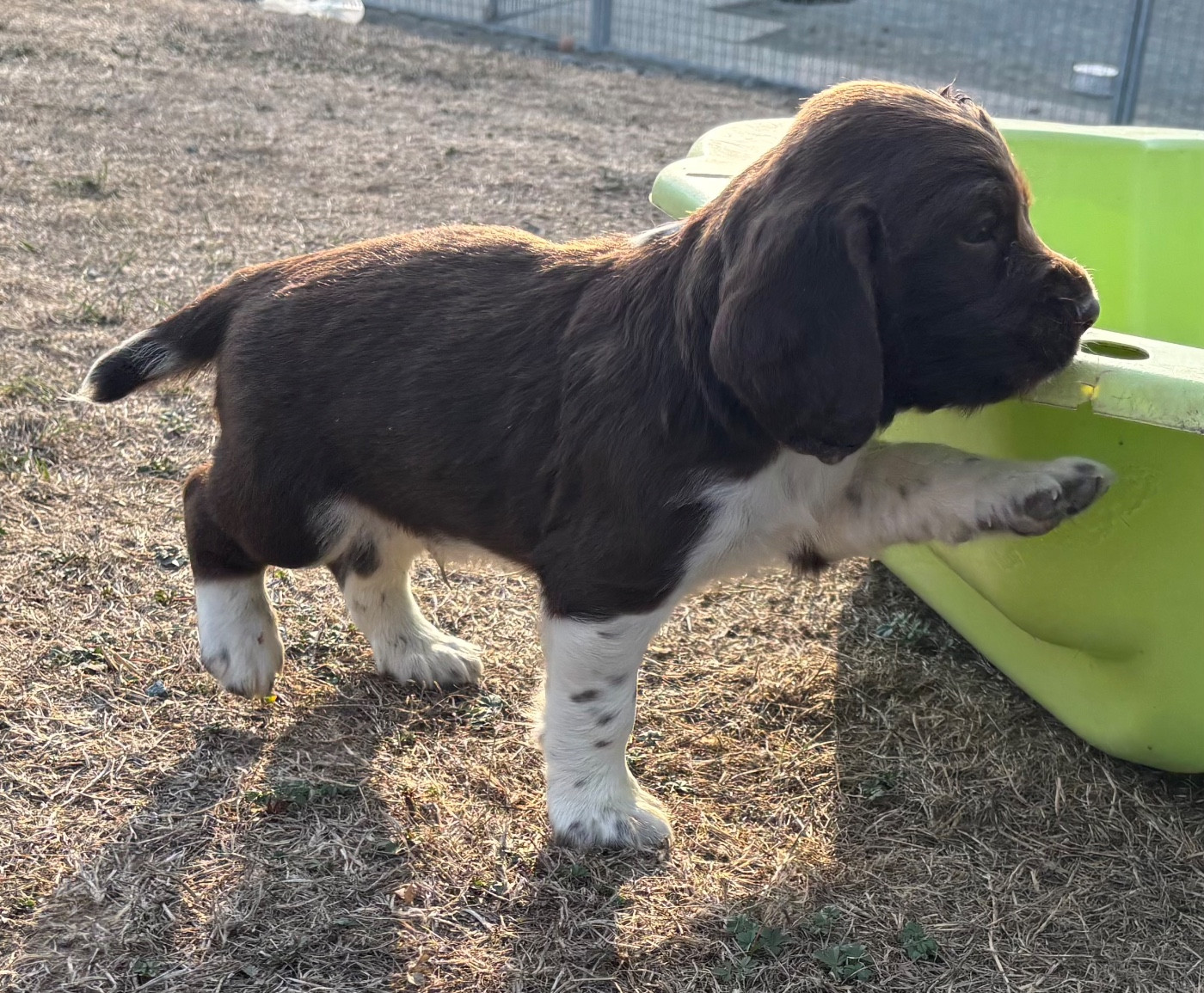 des Etangs de Dame Blanche - Chiots disponibles - English Springer Spaniel