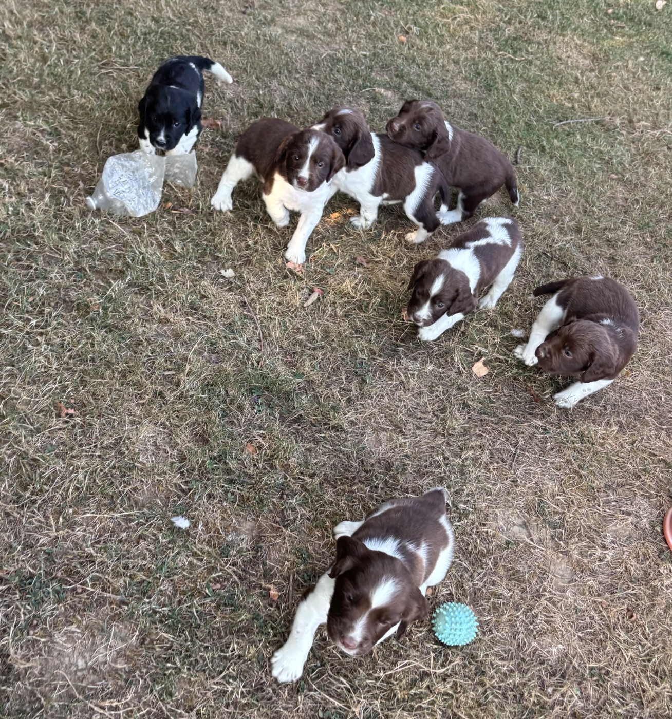 des Etangs de Dame Blanche - English Springer Spaniel - Portée née le 09/07/2026