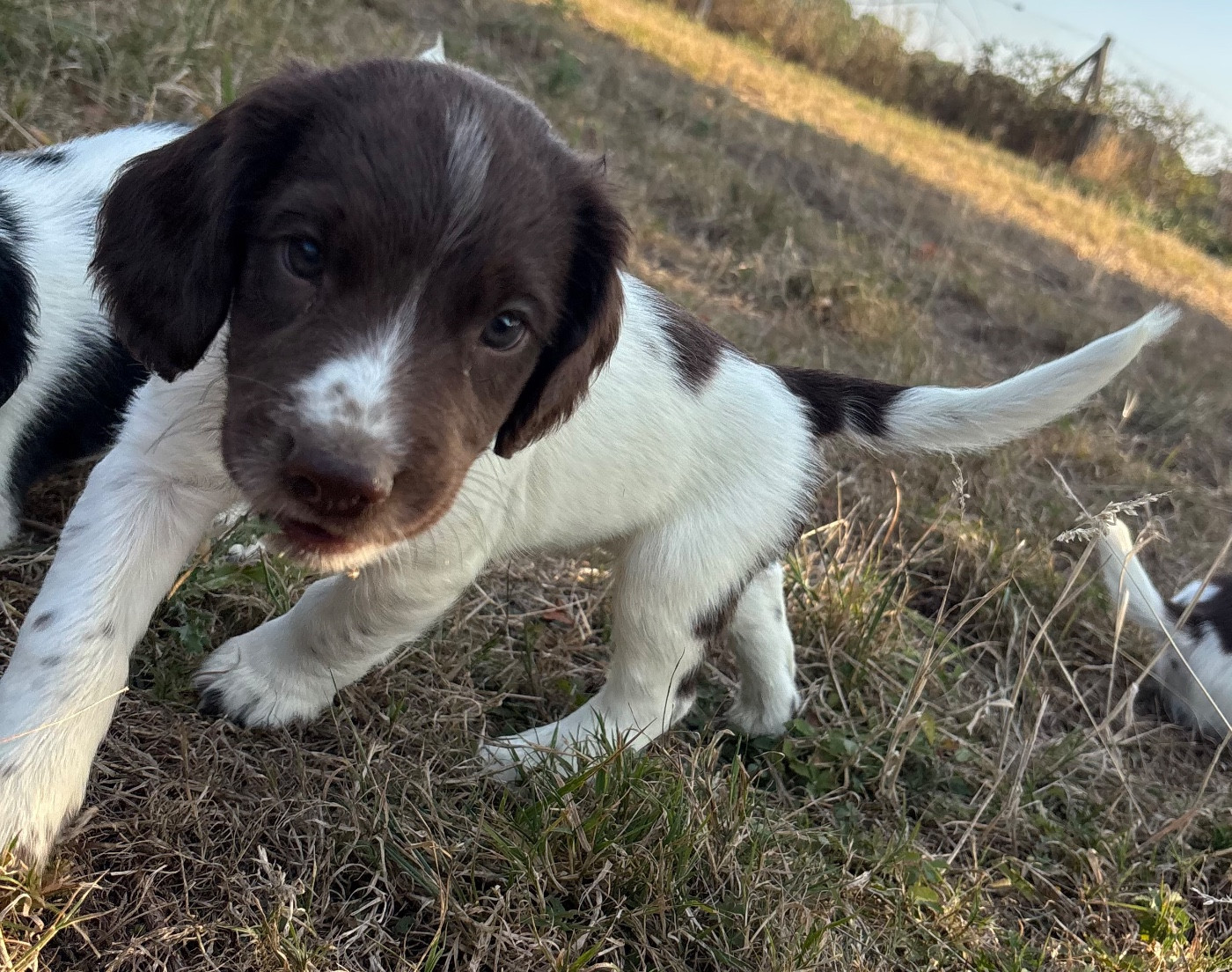 des Etangs de Dame Blanche - Chiots disponibles - English Springer Spaniel
