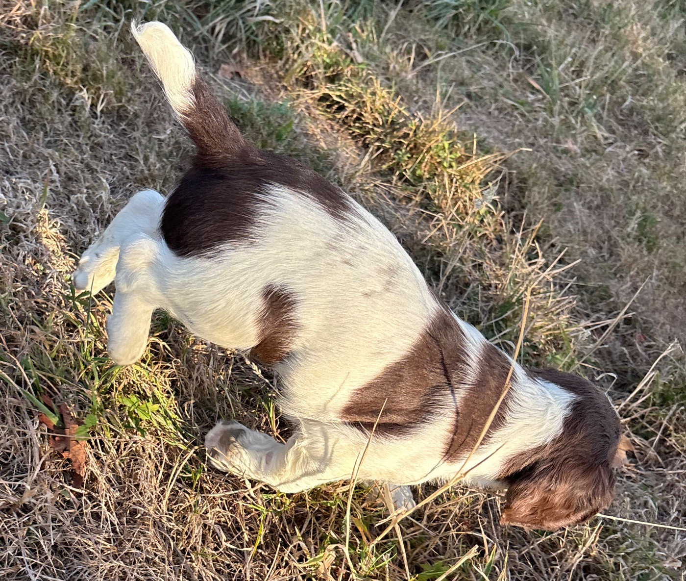 des Etangs de Dame Blanche - Chiots disponibles - English Springer Spaniel