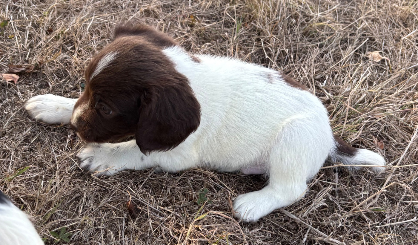 des Etangs de Dame Blanche - Chiots disponibles - English Springer Spaniel